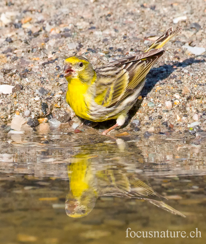 Serin cini 1657.jpg - Serin ciniSerinus serinusEuropean Serin (Ermitage, Genève, Suisse, mars 2012)